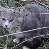 Picture of cat found at Cazouls Les Beziers