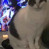 Picture of cat lost at Yves