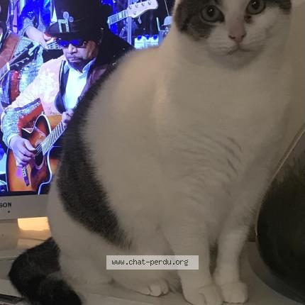 Photo 1/1 Nahla Chat lost in Yves