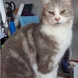 Picture of cat lost at Dreux