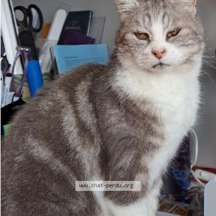 Photo 1/1 TOTORO Chat lost in Dreux