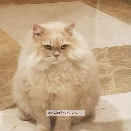 Photo 1/1 Reunited cat Lost in Pune