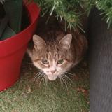 Picture of cat found at Agen