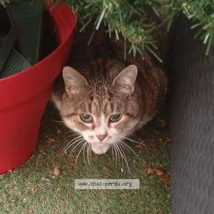 Photo 1/1 Found cat Found in Agen