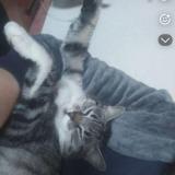 Picture of cat lost at Couffoulens Perdue Depuisvec Ler