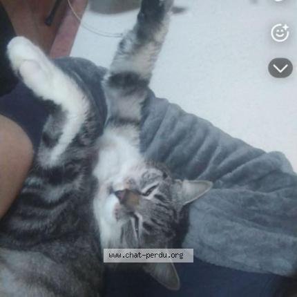 Photo 1/1 Omega Chat lost in Couffoulens perdue depuisvec ler