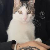 Picture of cat lost at Montelimar