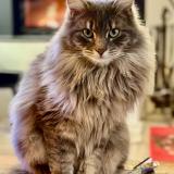 Picture of cat lost at Poisy