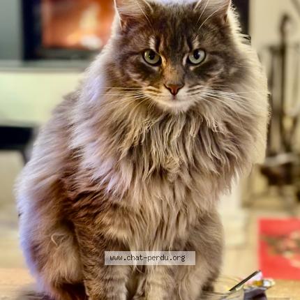 Photo 1/1 Pépère Chat lost in Poisy