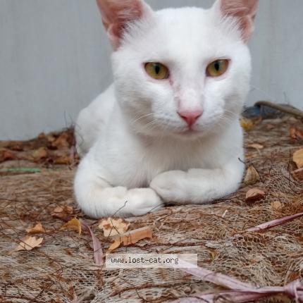 Photo 1/1 Snowbell Chat lost in Jhumra