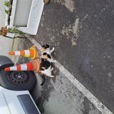 Picture of cat found at Marseille