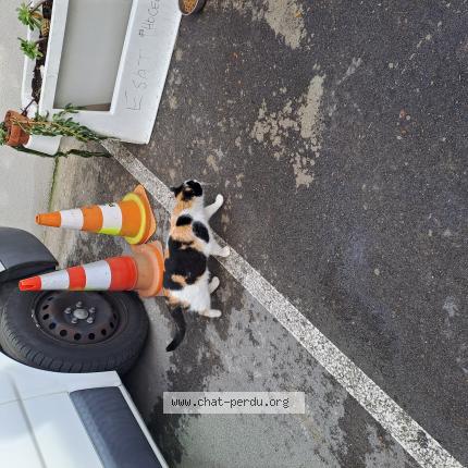 Photo 1/1 Found cat Found in Marseille