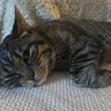 Picture of cat lost at Courrieres