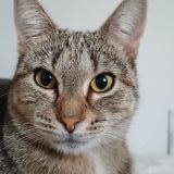 Picture of cat lost at Noirefontaine