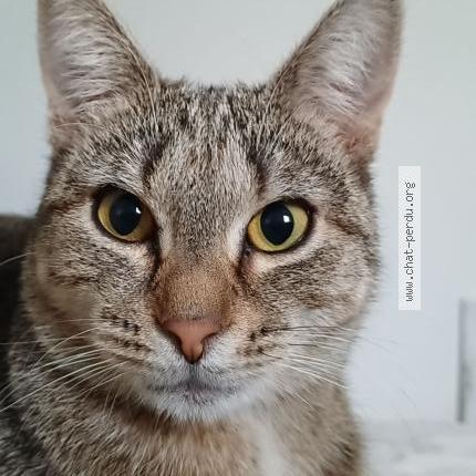 Photo 1/1 Stella Chat lost in Noirefontaine