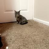 Picture of cat found at Colorado Springs