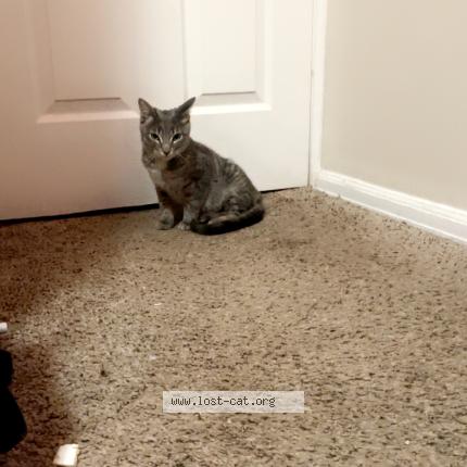 Photo 1/1 Found cat Found in Colorado springs