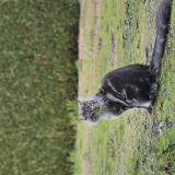 Picture of cat lost at Neuville Sur Brenne