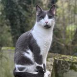 Picture of cat lost at Genas