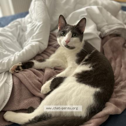 Photo 2/3 Neteyam Chat lost in Genas