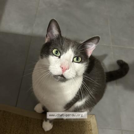 Photo 3/3 Neteyam Chat lost in Genas