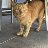 Picture of cat lost at Taillan Medoc