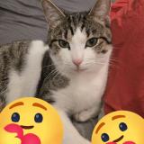 Picture of cat lost at Castelnau De Medoc