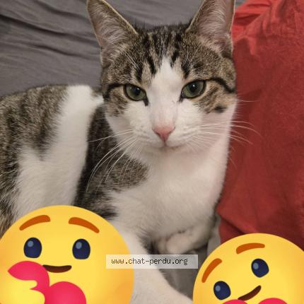 Photo 1/1 Haku Chat lost in Castelnau de medoc