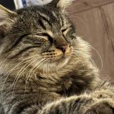 Picture of cat lost at Joue L Abbe