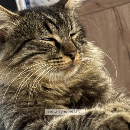 Photo 1/1 Mowglie Chat lost in Joue l abbe