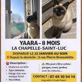Picture of cat lost at La Chapelle Saint Luc