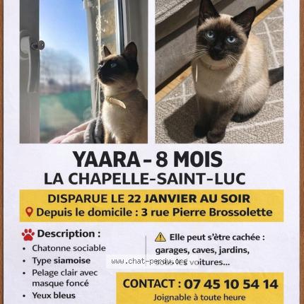 Photo 1/1 EL HAKOUNI Chat lost in La chapelle saint luc