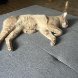 Picture of cat lost at Hyeres