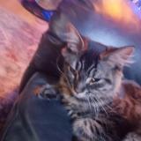 Picture of cat lost at Surrey