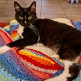 Picture of cat lost at Wavrin