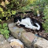 Picture of cat lost at Leval Trahegnies