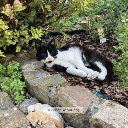 Photo 1/1 Oréo Chat lost in Leval trahegnies