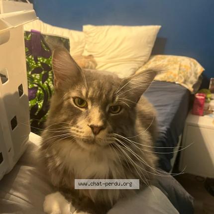 Photo 1/1 Uriel Chat lost in Brest