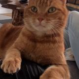 Picture of cat lost at Gavrelle