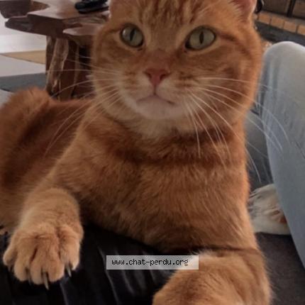 Photo 1/1 SIMBA Chat lost in Gavrelle