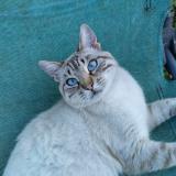 Picture of cat lost at Villeneuve Sur Allier