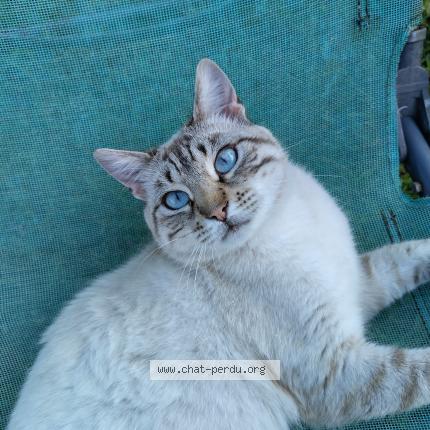 Photo 1/1 Rocky Chat lost in Villeneuve sur allier