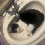 Picture of cat lost at Pincourt