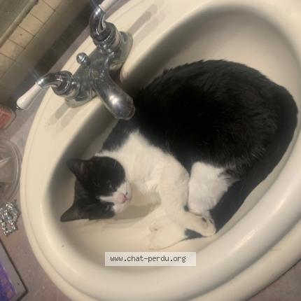 Photo 1/1 gaetan Briere Cat lost in Pincourt