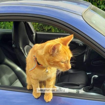 Foto 1/1 Kat teruggevonden Vermist in Hautrage