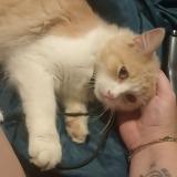 Picture of cat lost at 85620