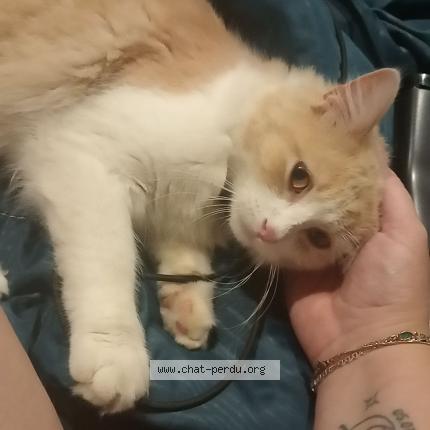 Photo 1/1 Mickey Chat lost in 85620