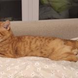 Picture of cat lost at Bueil