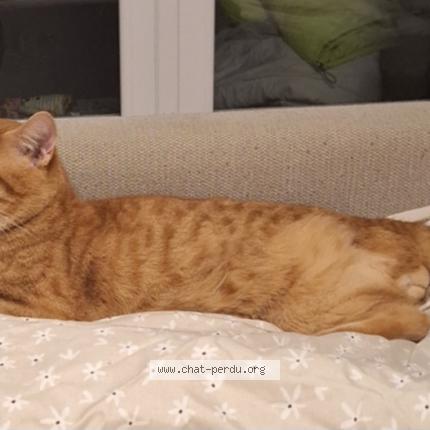 Photo 1/1 Ypouyou Chat lost in Bueil