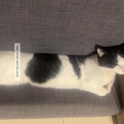 Photo 1/2 Oreo Chat lost in Saint aignan de grand lieu